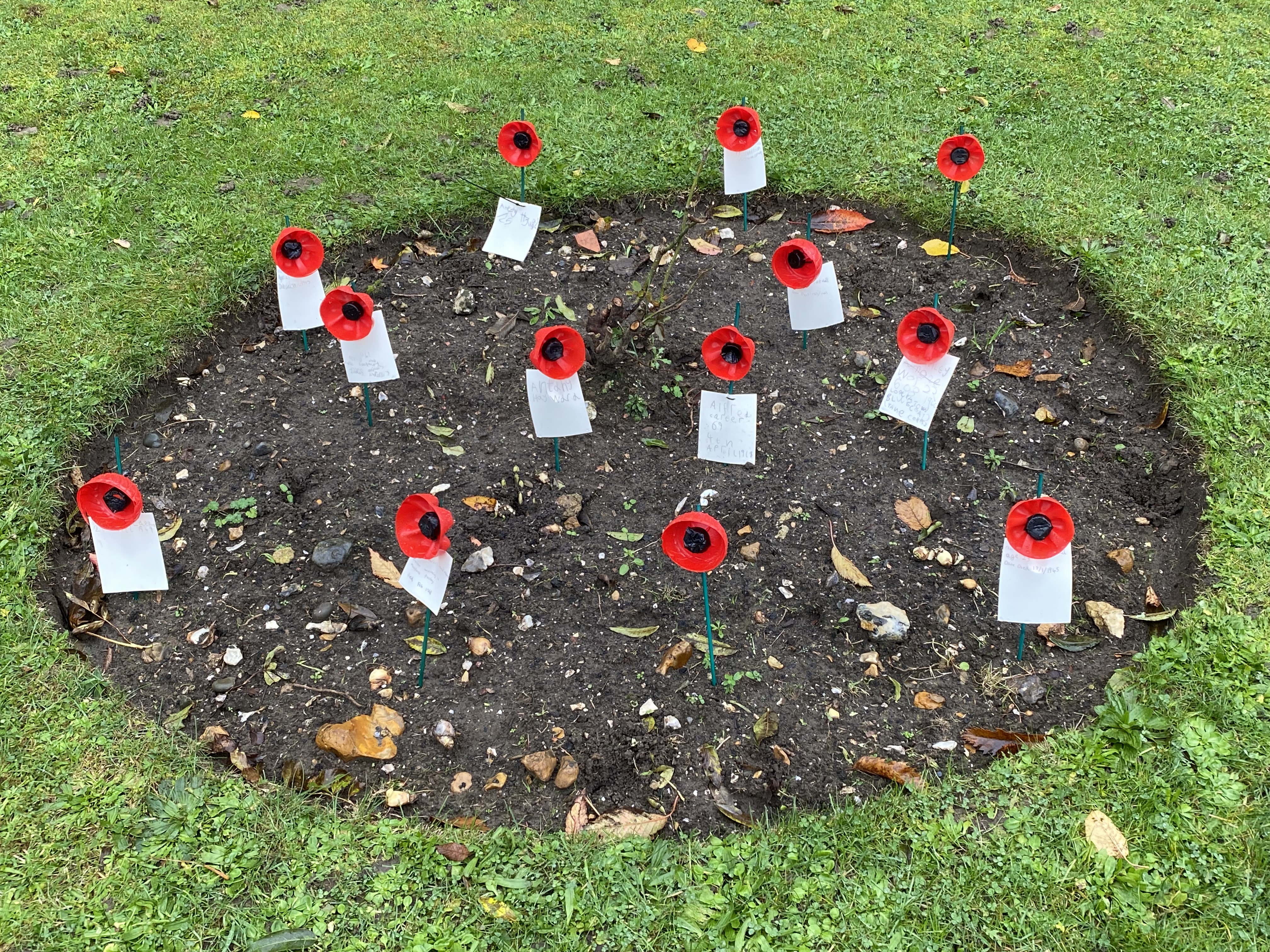 Beavers poppies